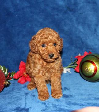 craigslist mini poodle